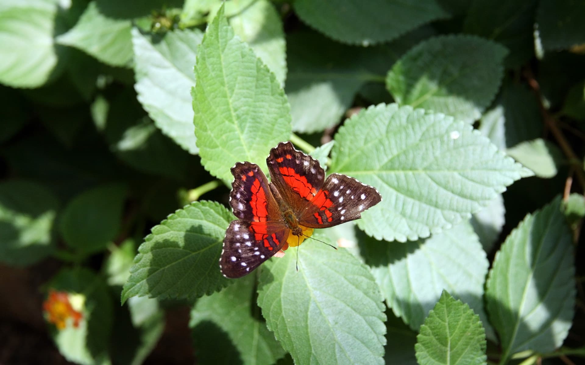 An Anartia amathea butterfly resting with its red and dark patterned wings open on lantana leaves